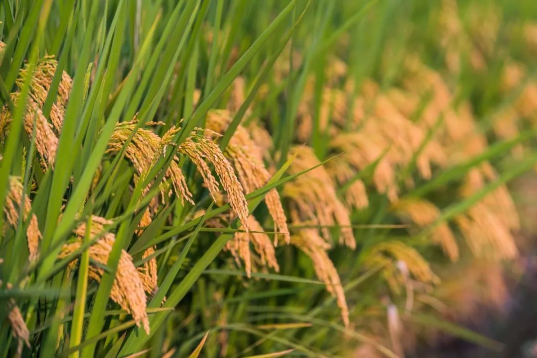 微信图片_20240531154243