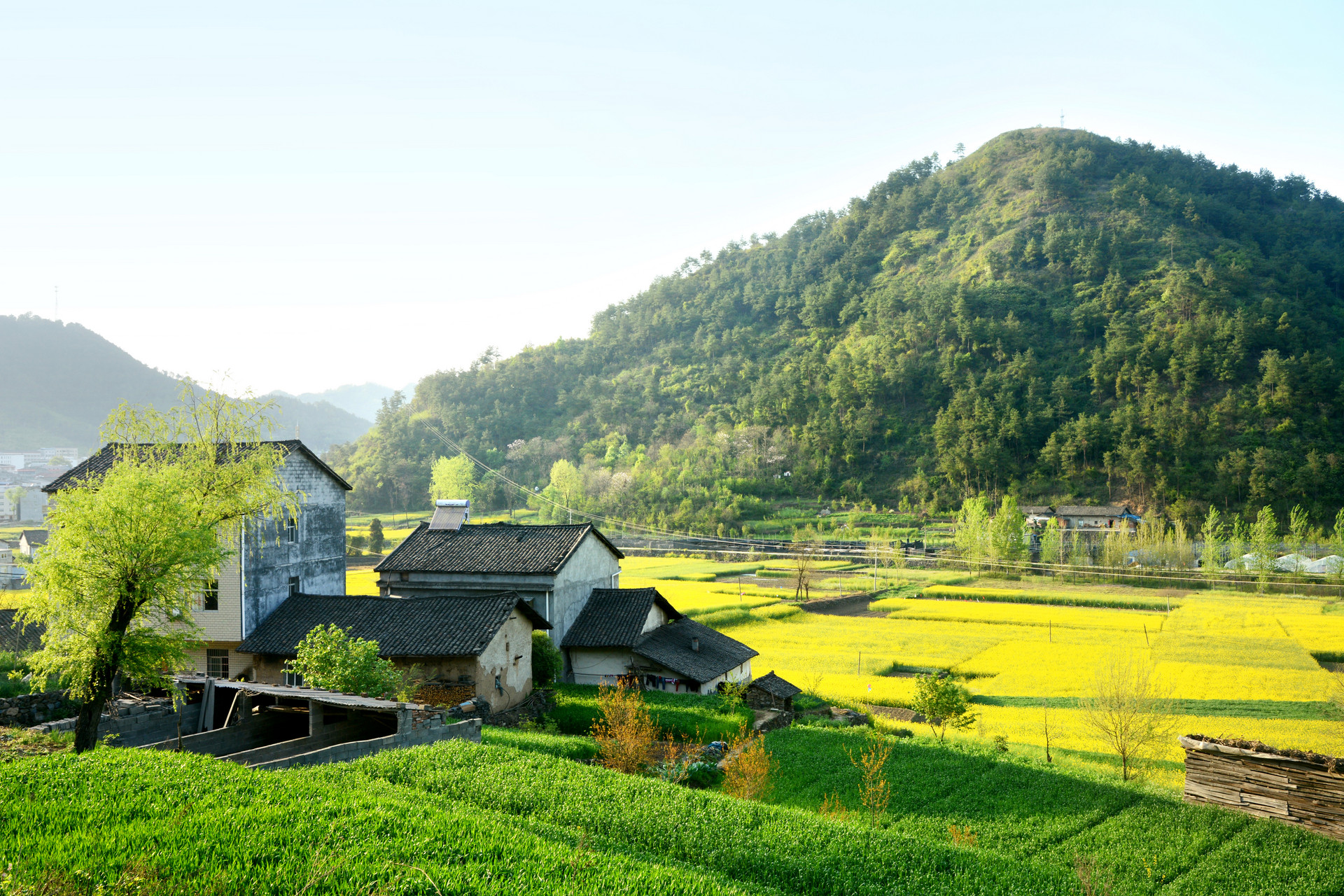 摄图网_501334469_banner_新农村油菜花海(企业商用) (1) 摄图网_501334469_banner_新农村油菜花海(企业商用) (1)